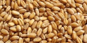 Indian Wheat Grain