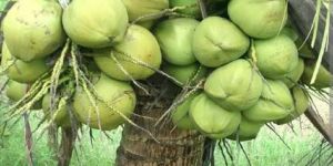 Green Dwarf Coconut