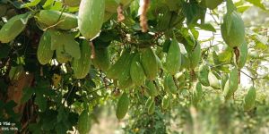 Ivy Gourd Plant (Roots ) Wholesale