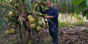 Kerala Coconut Dwarf Plant