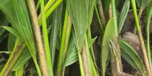 Malaysian Dwarf Coconut Plant