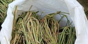 pointed hybrid plant