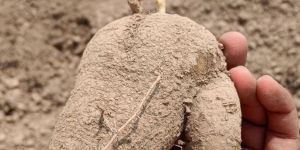 Spine Gourd Plant ( Distributer)