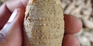 Spine Gourd Plant( Roots ) Expert