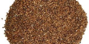 Dhatura Seeds Yellow