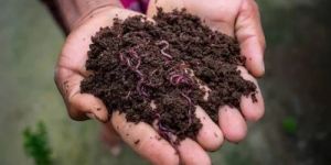 Vermicompost Fertilizer