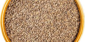 Browntop Millet Seeds