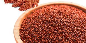 Finger Millet Seeds