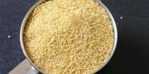 Foxtail Millet Seeds