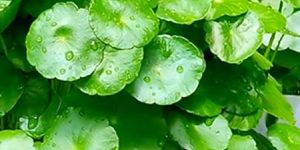 Indian Pennywort Leaves