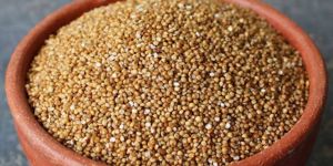 Kodo Millet Seeds