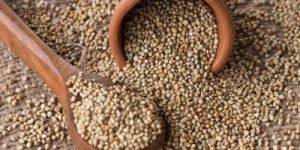 Pearl Millet Seeds