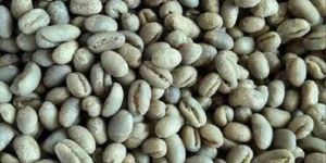 Robusta Cherry PB Coffee Beans