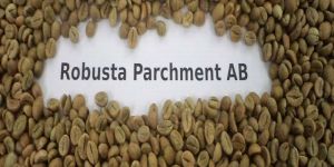 Robusta Parchment AB Coffee Beans