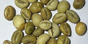 Robusta Parchment PB Coffee Beans