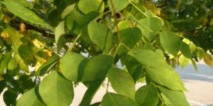 Sheesham Timber Plant