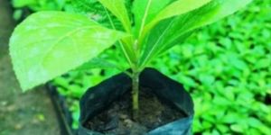Tissue Culture Teak Plants