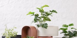 WISH PLANTER - LARGE