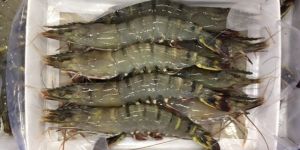 Hoso Black Tiger Tray Pack