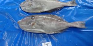 Leather Jacket Fish Whole Round