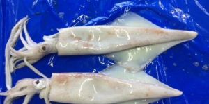 Semi Needle Squid Whole Round