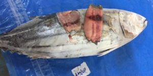 Skipjack Tuna Whole Round