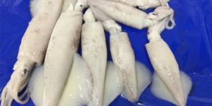 Squid Loligo Whole Round