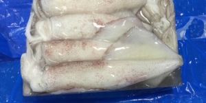 Squid Loligo Whole Round Blast Frozen