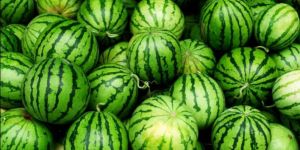 Fresh Watermelon