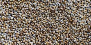 Pearl Millet (Bajra)