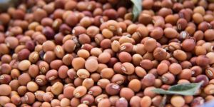 Pigeon Peas (Toor/Tuvar Dal)