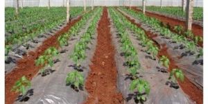 Compostable Agro Mulch Film Roll