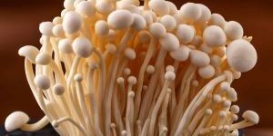 Enoki Mushroom