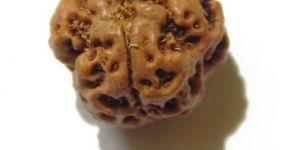 (Teen) Face (Mukhi) Rudraksha