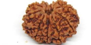 Ten Mukhi (Face) Rudraksha