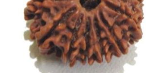Thirteen Mukhi (Face) Rudraksha