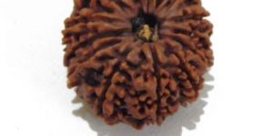 Twelve Mukhi (Face) Rudraksha