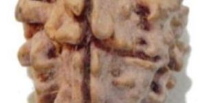 Two Mukhi (Face) Himalayan Rudraksha