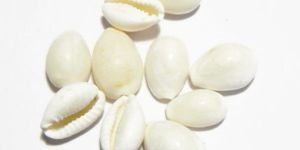 White Small Cowrie (Kawadi)