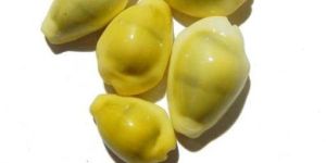 Yellow Laxmi Cowrie (Kowdi)