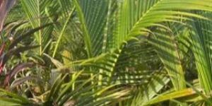 Sannangi Green Plant