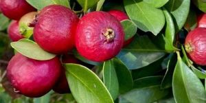 Strawberry Guava Plant