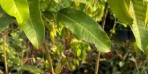 Thai Katimon Mango Plant