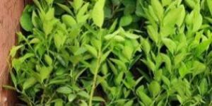 Thaipathai Lemon Plant