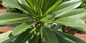 White Temple Tree Plant