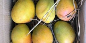 Fresh Kokan Hapus Mango-the King Of Mangoes