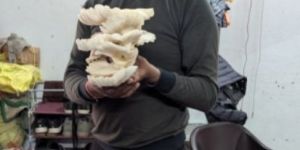 Oyster Mushroom