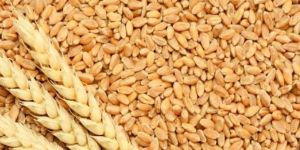 Wheat