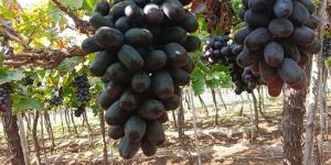 Black Grapes Mama Jumbo
