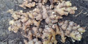 Fresh Ginger Unwashed